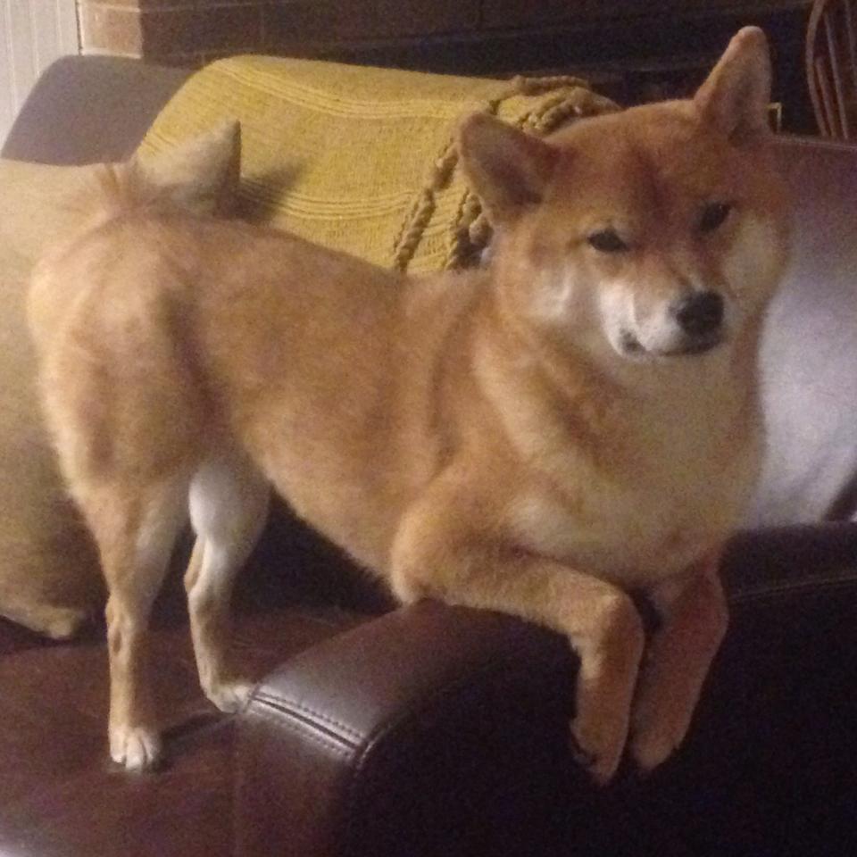 开云官网APP下载-_魔术队逆转比赛，士气激增_，魔术队比赛视频