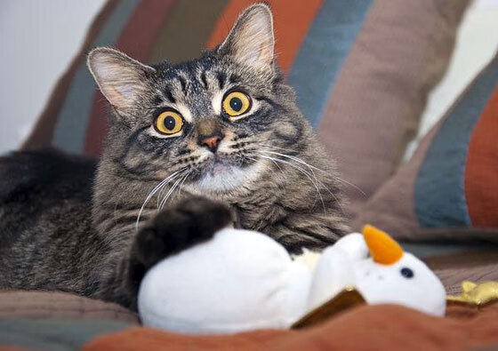 KAIYUNAPP-【比赛偏门战术】以守为攻的精彩演绎，令人震撼！