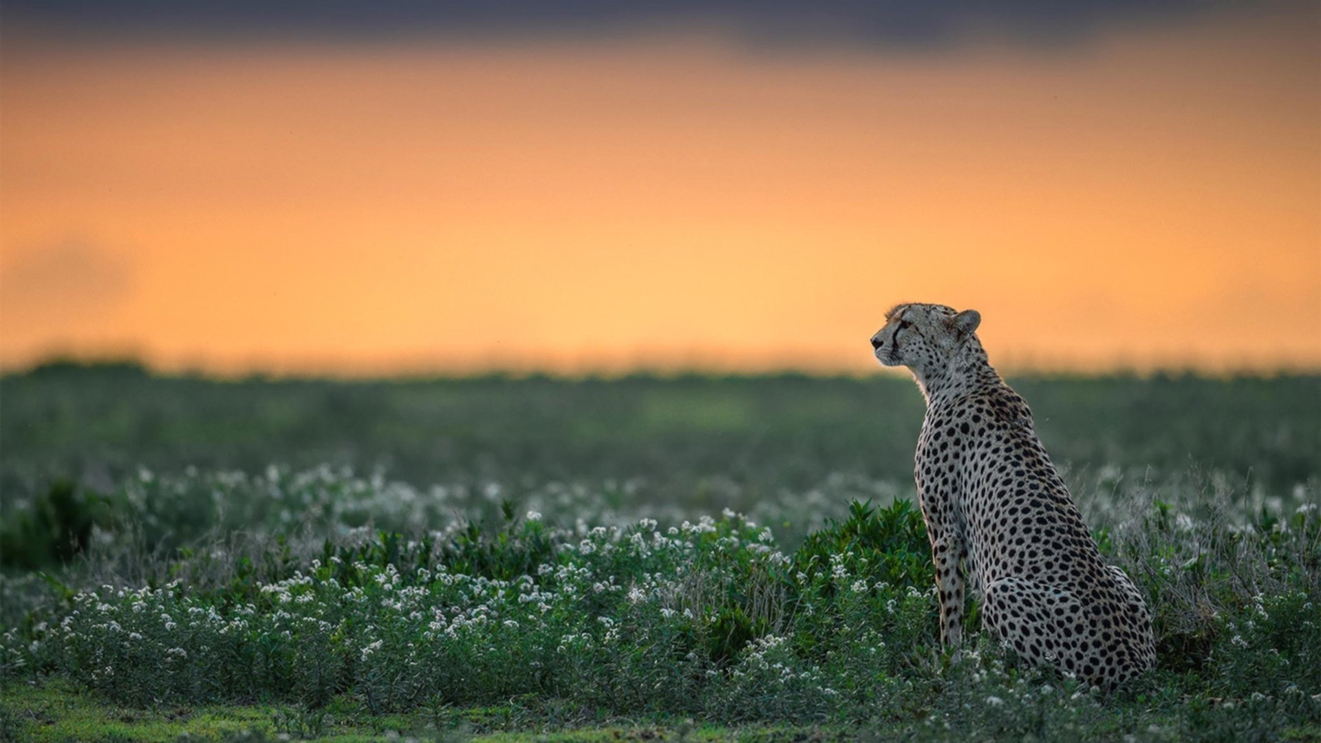 开云kaiyun-众星云集：国际台球界的名人嘉宾，著名台球选手