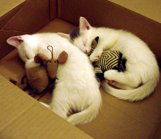 Kaiyun APP-半场焦点：54-51，北京略占优势，激烈较量持续升温！