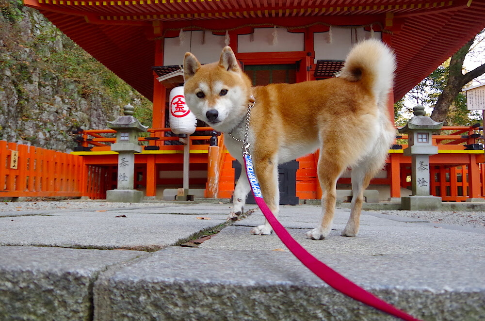 开云中国-天才少年的崛起,未来之星闪耀赛场,未来之星即将诞生