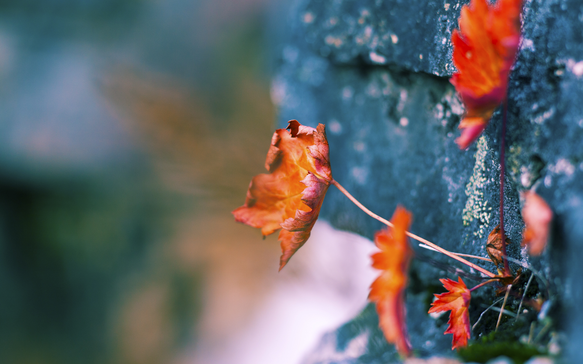 kaiyun登录入口-LCK战队队长动态追踪，lck战队队长动态追踪怎么弄