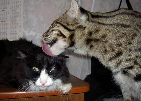 开云·体育官网APP下载-NBA三分王榜更新，利拉德超越库里升至历史第二，利拉德三分纪录