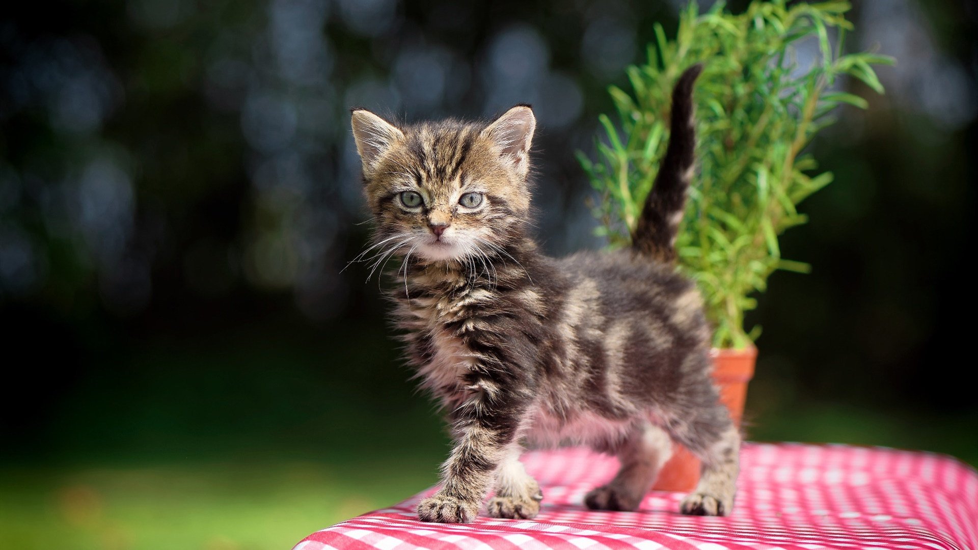 开云入口-堡垒之夜职业选手新秀崛起，堡垒之夜新英雄