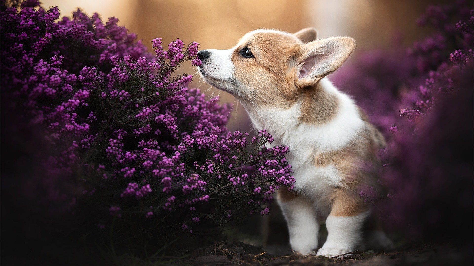 kaiyun中国官方网站-比利亚雷亚尔客场告捷，取得宝贵三分，比利亚雷亚尔吧