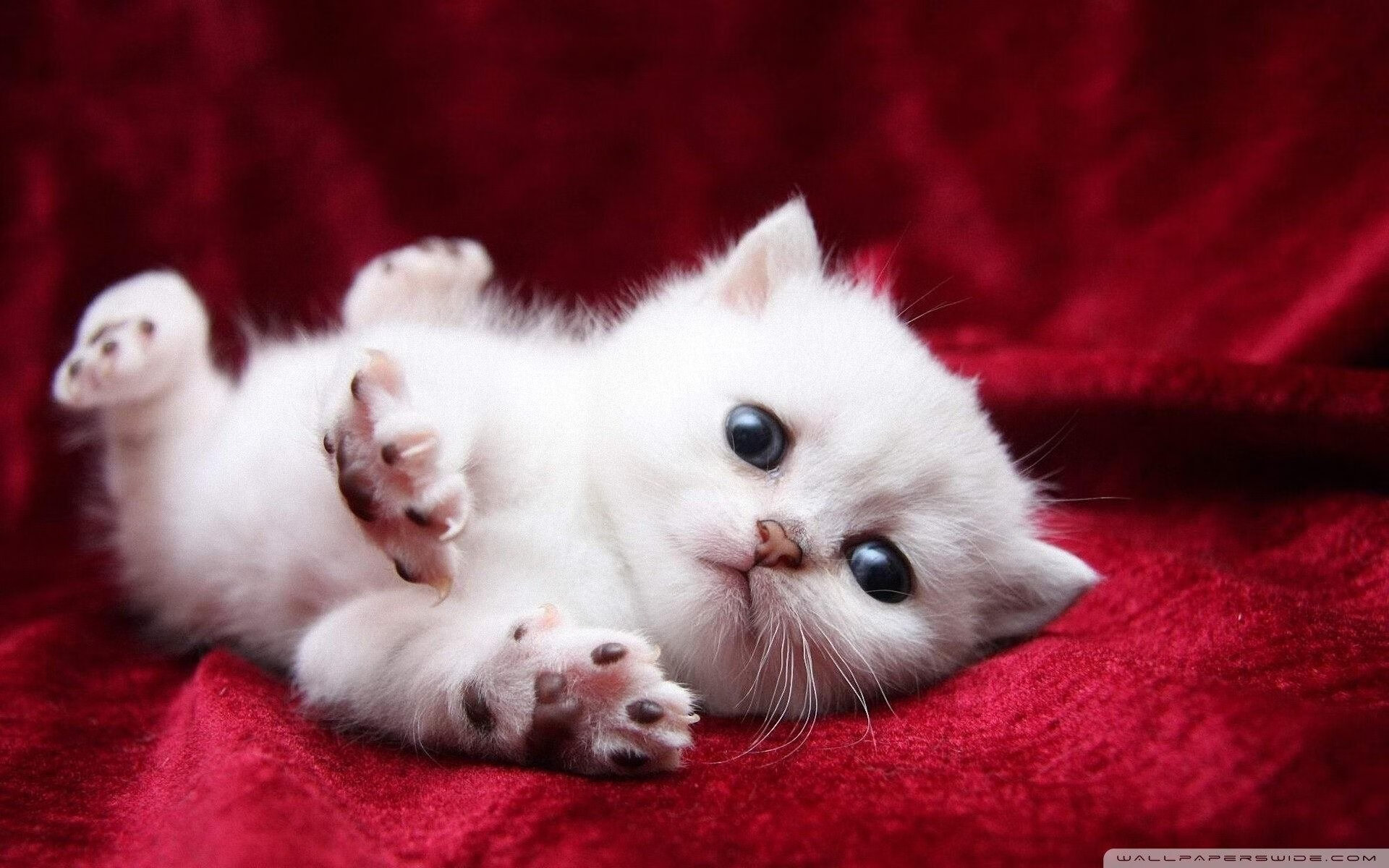 开云中国-波兰队大胜圣马力诺,小组出线形势乐观,波兰主攻