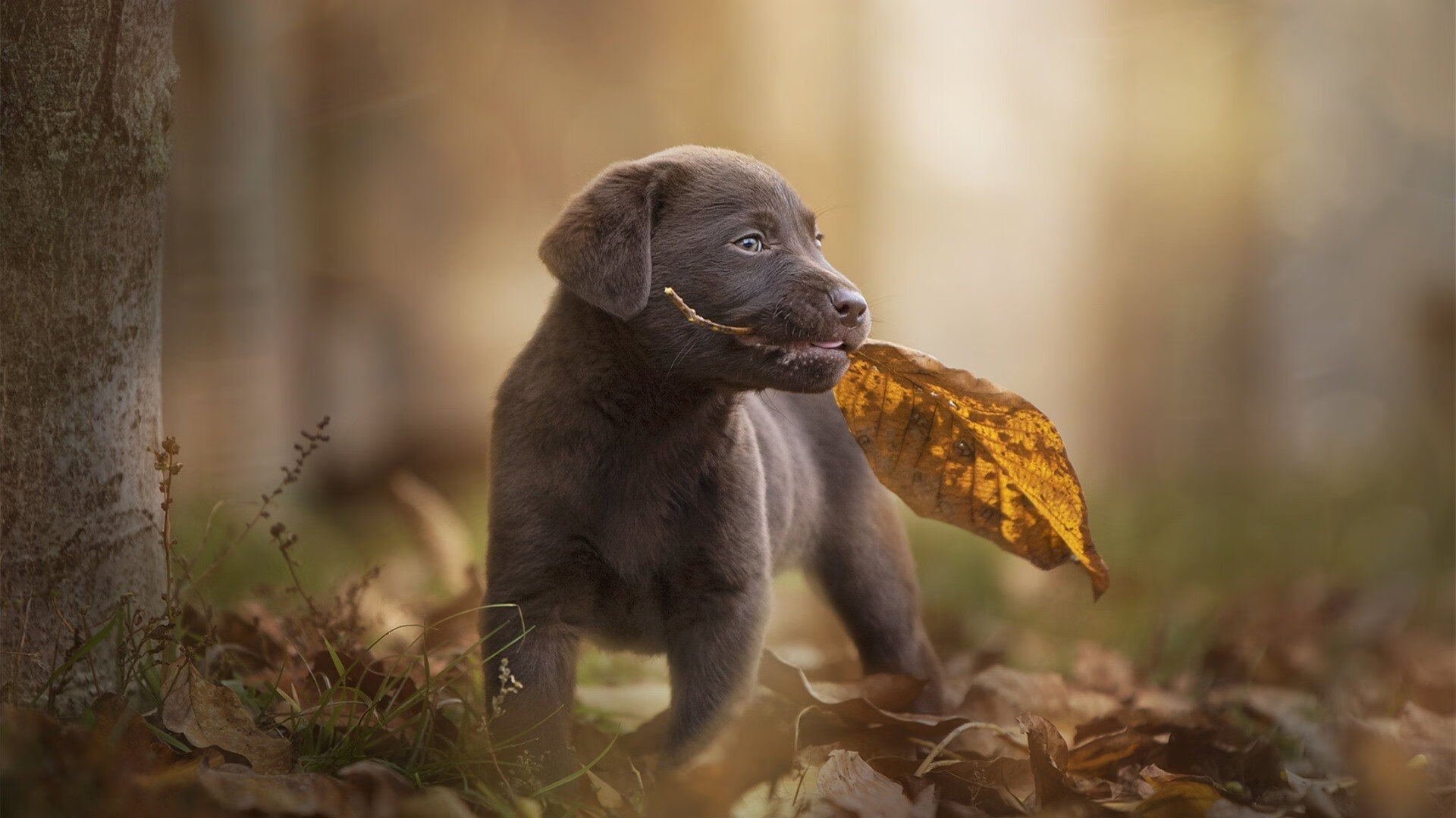 开云体育-英雄联盟职业赛裁判规范化管理成效显著,英雄联盟裁判工作内容