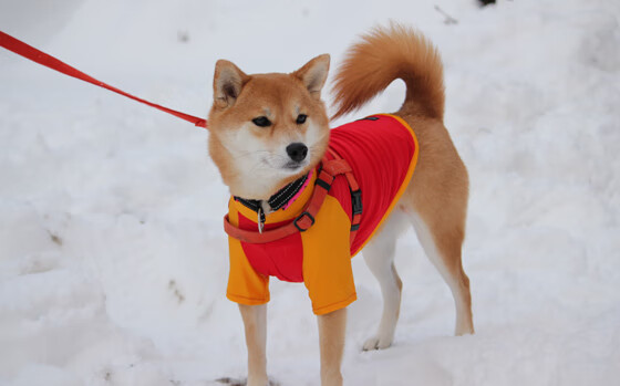 Kaiyun APP-英超球队采用AI技术监测比赛中体能消耗曲线，英超体重