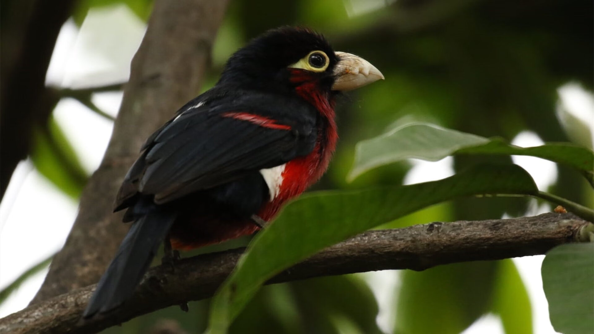 开云官方网站-雷恩内部串联流畅不断拉开比赛节奏，雷恩队主场