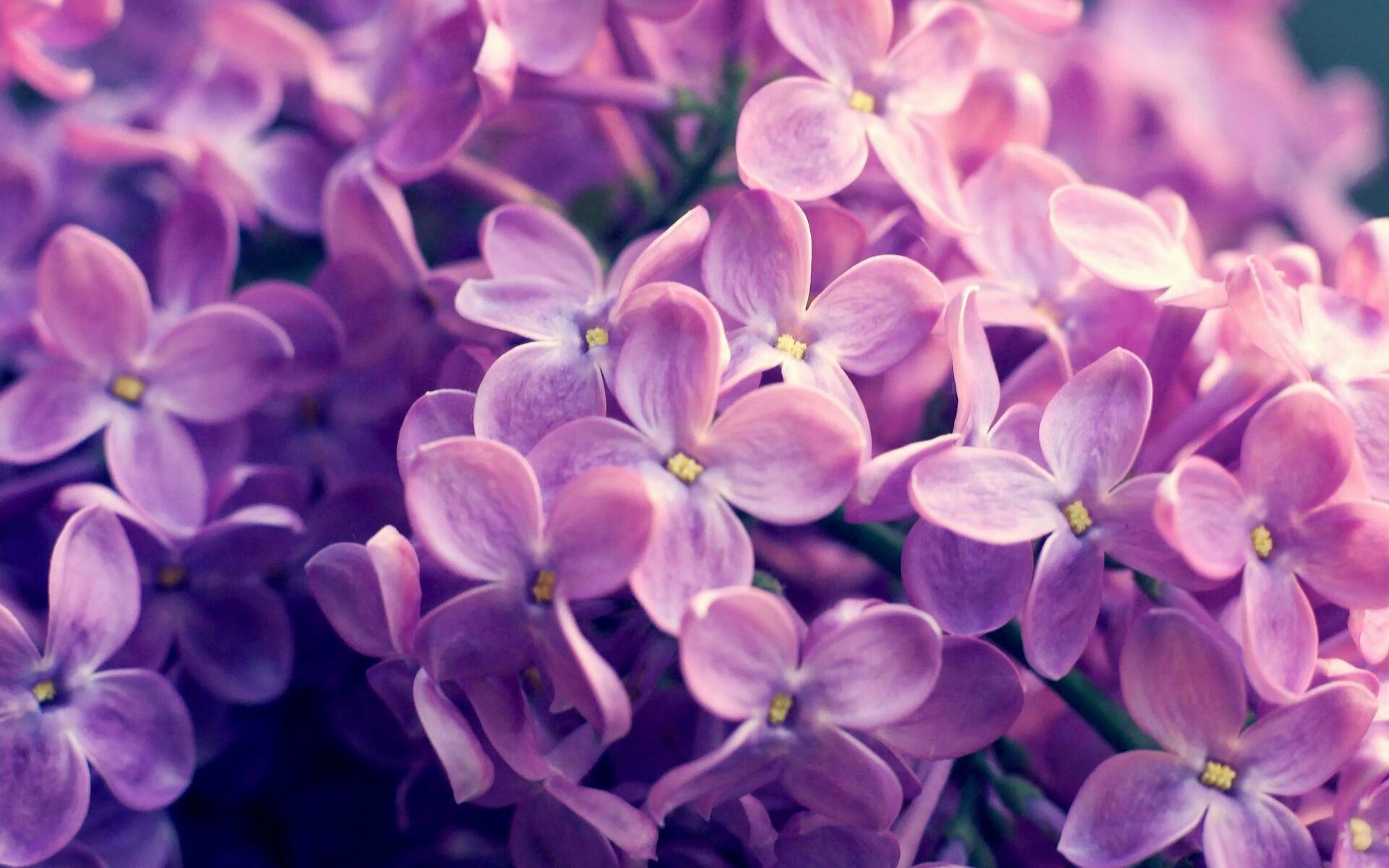 开云中国-“霍斯特与南非队的完美配合，征战国际赛场”