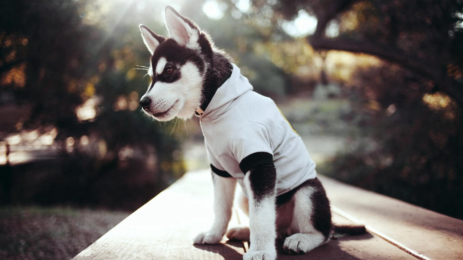 开云官网APP下载-意甲攻防对决：节奏快、变化多，精彩不断！，意甲防守