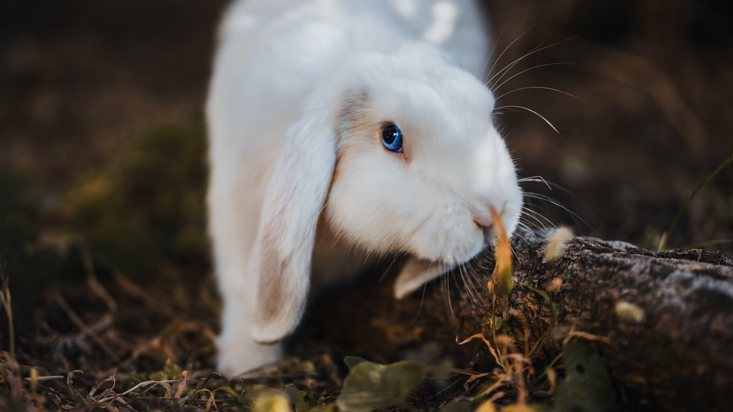 kaiyun官方网站-跳水半决赛波兰成功晋级，跳水半决赛成绩带入决赛